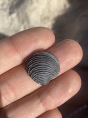 Chionopsis intapurpurea