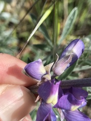 Lupinus paynei