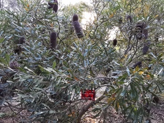 Banksia media