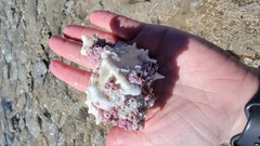 Phyllonotus erythrostomus