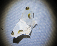 Sericoptera mahometaria