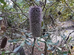 Banksia media
