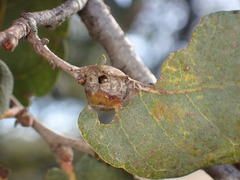 Andricus reticulatus