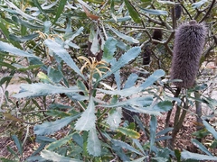 Banksia media