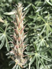 Lupinus paynei