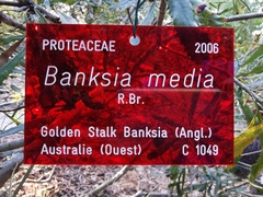 Banksia media