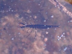 Acilius abbreviatus