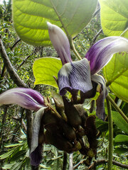 Canavalia napaliensis