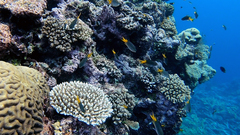 Neopomacentrus azysron