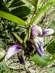 Canavalia napaliensis