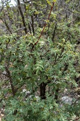 Berberis haematocarpa