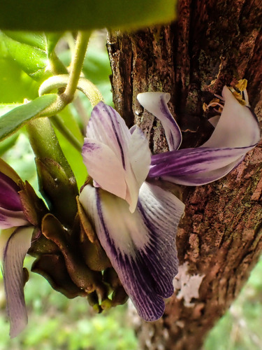 Makaha Valley jackbean (Canavalia napaliensis)