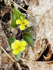 Viola pubescens