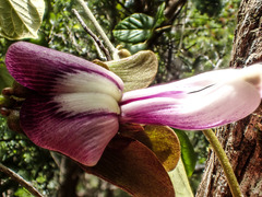 Canavalia napaliensis