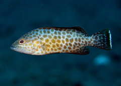 Areolate Grouper photo 2