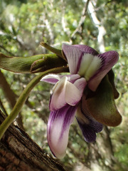 Canavalia napaliensis