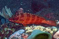 Epinephelus fasciatus