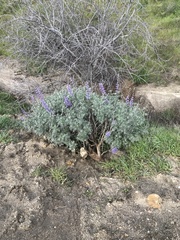 Lupinus paynei