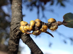 Cerococcus quercus