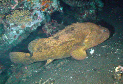 Epinephelus fuscoguttatus