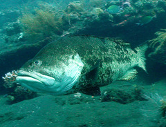 Epinephelus fuscoguttatus