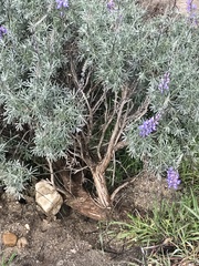Lupinus paynei