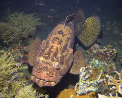Epinephelus fuscoguttatus