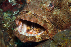Epinephelus fuscoguttatus