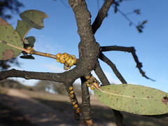 Cerococcus quercus