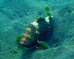 Epinephelus maculatus