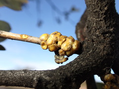 Cerococcus quercus