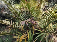 Ceratozamia