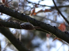 Certhia brachydactyla