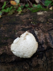 Hericium cirrhatum