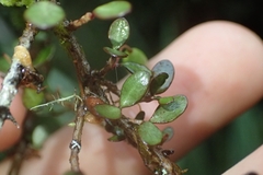 Neomyrtus pedunculata