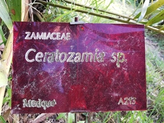 Ceratozamia