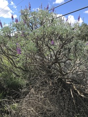 Lupinus paynei