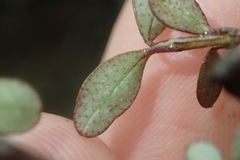 Neomyrtus pedunculata