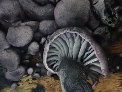 Gerronema waikanaense