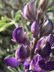 Lupinus paynei