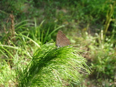 Satyrium calanus