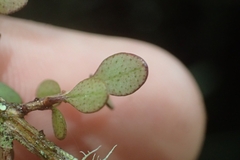 Neomyrtus pedunculata