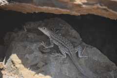 Microlophus theresiae