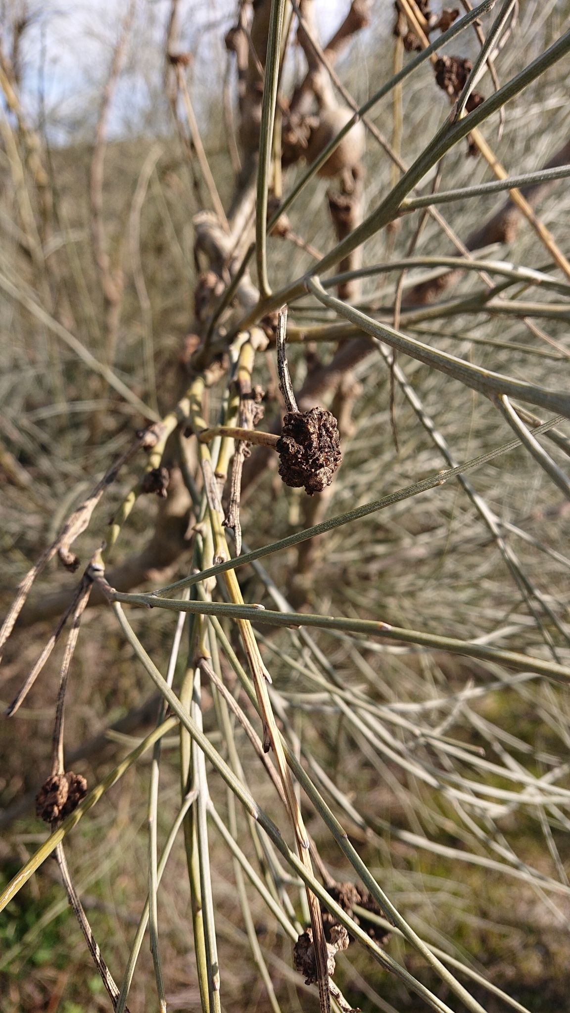 Pseudomonadaceae
