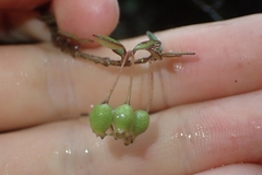 Neomyrtus pedunculata