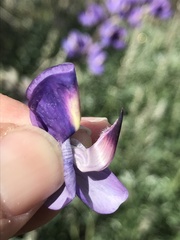 Lupinus paynei