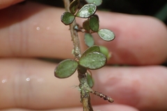 Neomyrtus pedunculata