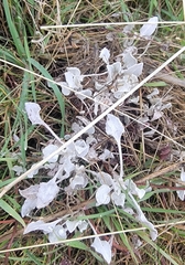 Eriogonum compositum