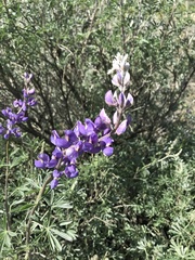 Lupinus paynei