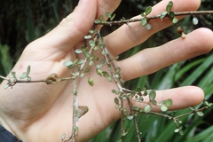 Neomyrtus pedunculata